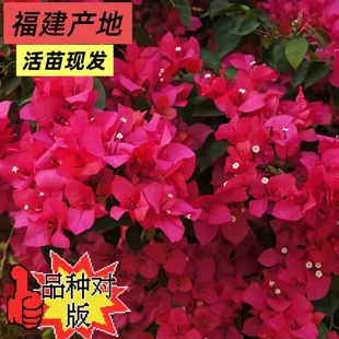 同安红三角梅盆栽重瓣大红花型繁茂阳台庭院观赏植物四季开花