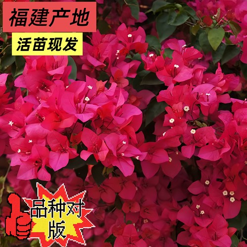 同安红三角梅盆栽四季开花重瓣红