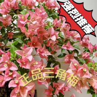 卡亚塔三角梅盆栽粉色花朵盛开状态良好绿叶繁茂室内外观花卉植物