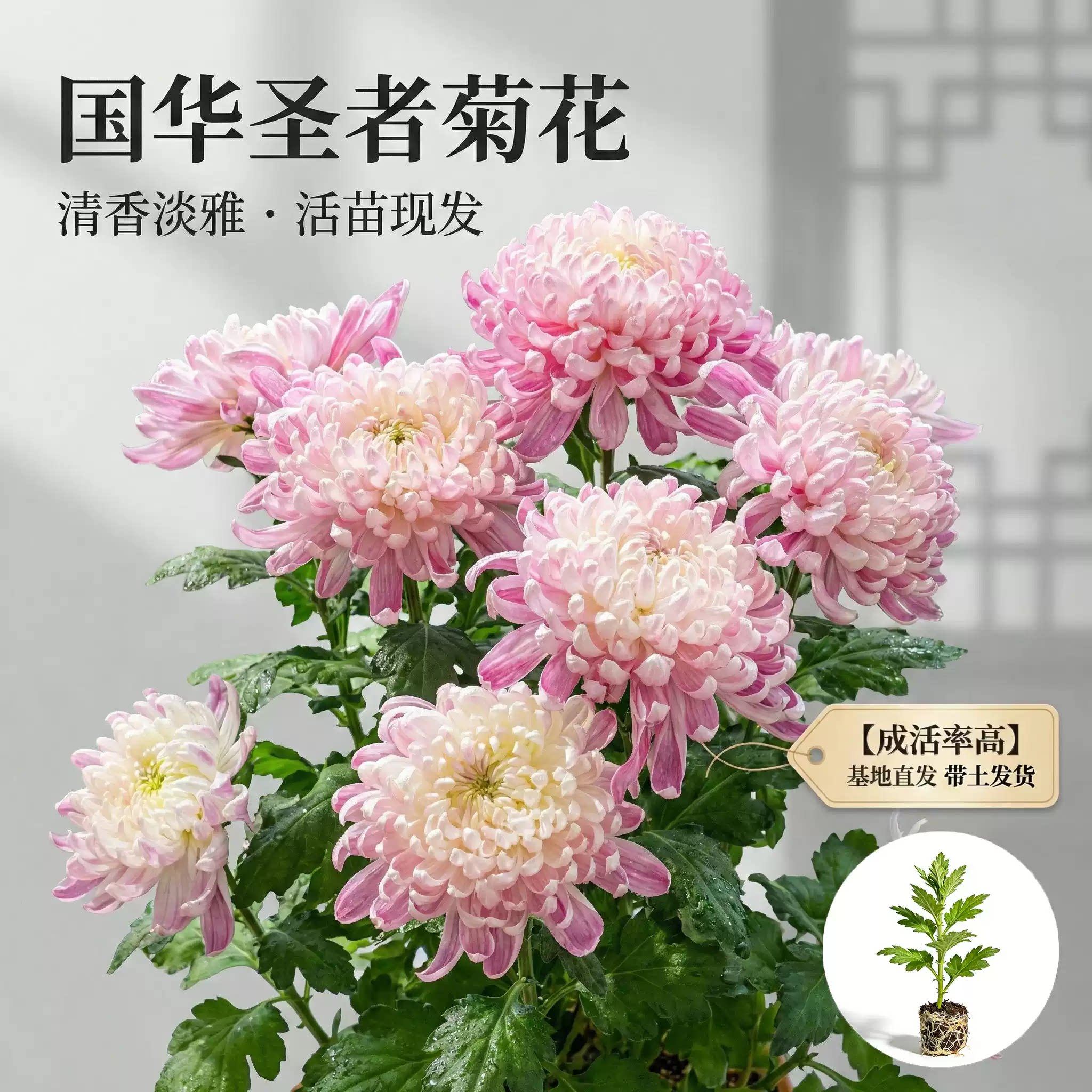 国华圣者大菊花盆栽现发成活率高