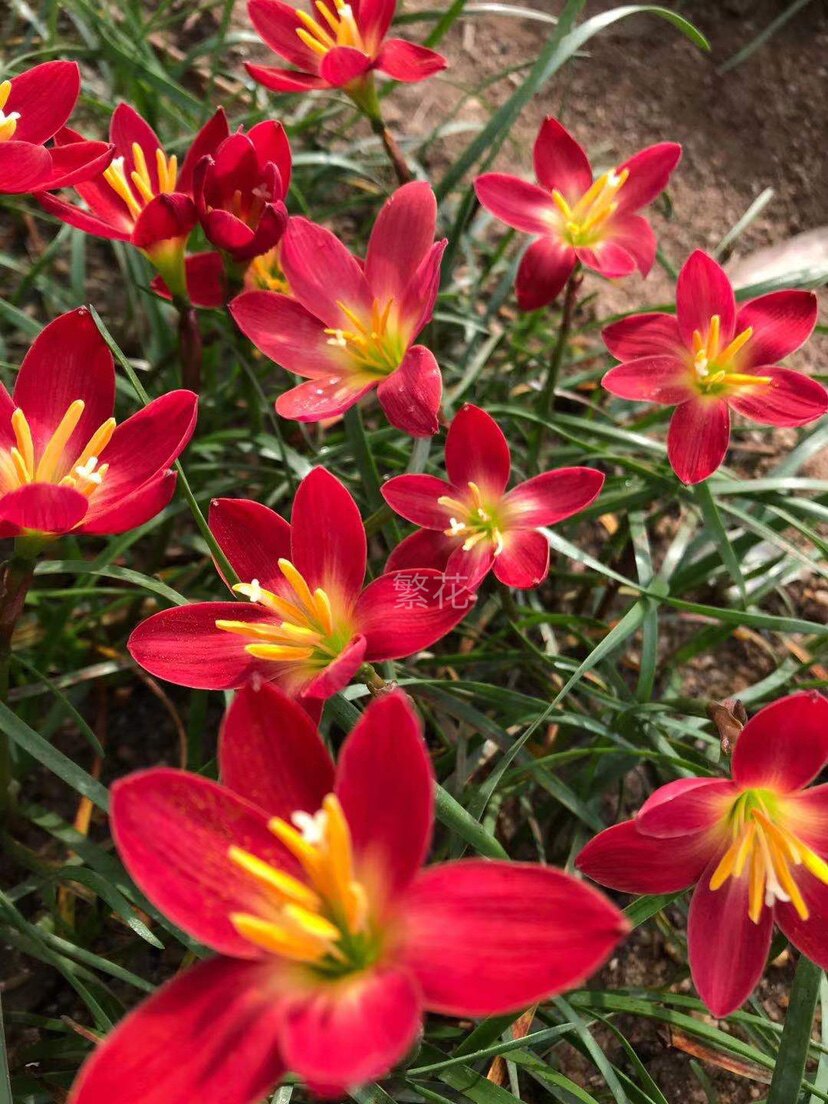 小新/新加坡的骄傲风雨兰韭兰花卉胖丽丽风雨兰