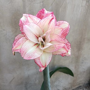 包邮安吉拉朱顶红室内盆栽露天耐热绿植花卉奥朱安吉拉