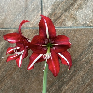 包邮白肋火凤凰朱顶红红色白肋朱顶红叶子带肋朱顶红叶子非常好看