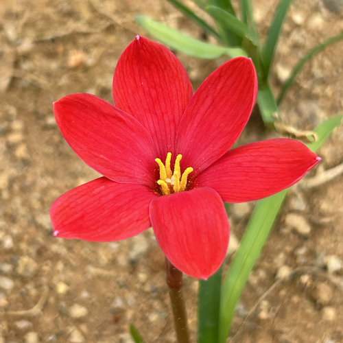 红欢欢风雨兰，精选个体，发货为主图1号个体