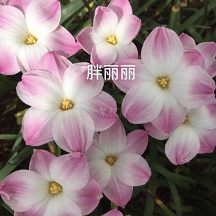 胖丽丽清理价,种花园种花池,种公园,抗冻耐寒,耐旱好养植物