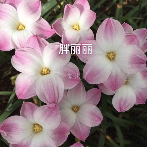 胖丽丽0.5元1球，保证对版