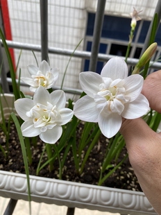 雪绒花风雨兰保对版，胖丽丽风雨兰，10年老店，保对版包邮