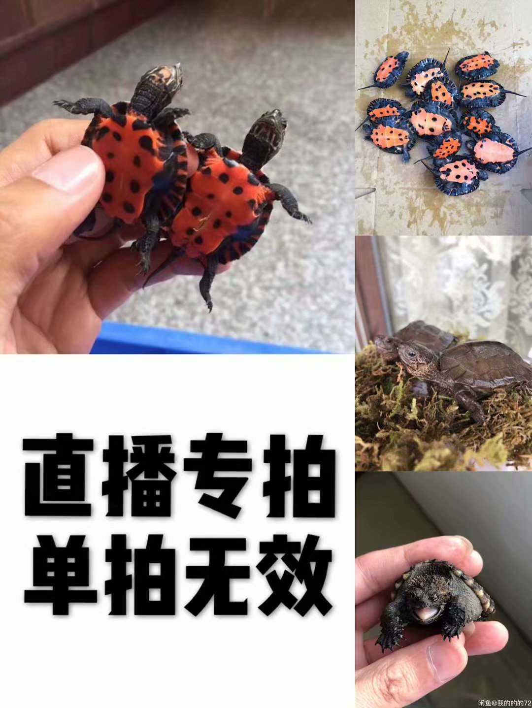 直播选龟观赏龟水龟网红龟中华草龟/鳖