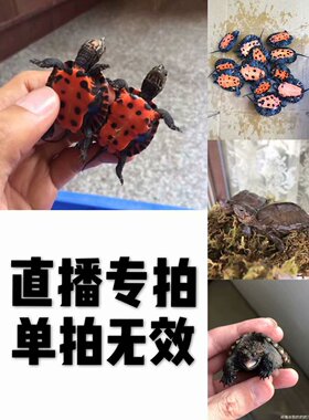 直播选龟观赏龟水龟网红龟中华草黑颈龟蛋龟