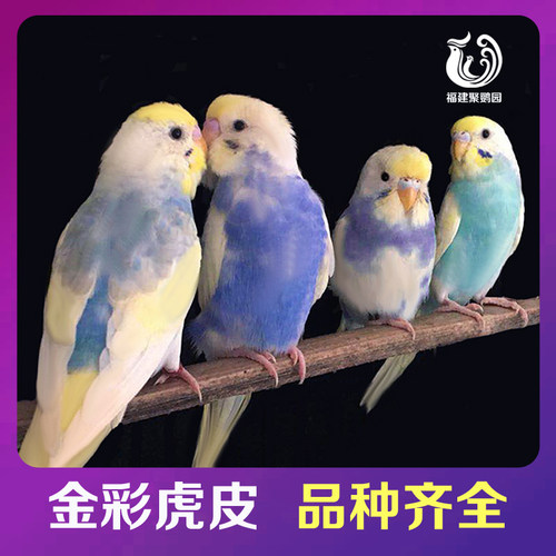 活体鸟鹦鹉手养亲人萌宠