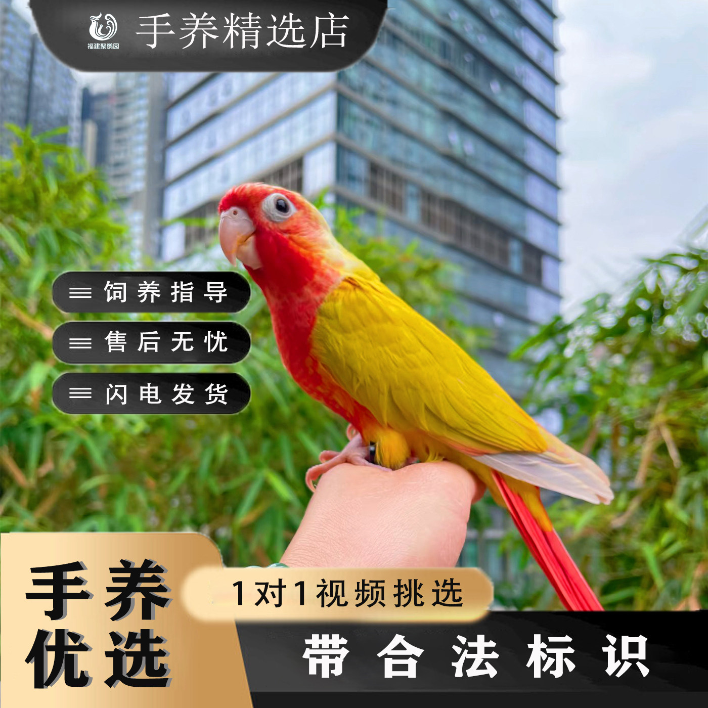 手养香吉士鹦鹉手养优选鹦鹉活体幼鸟带合法标识饲养指导售后无忧