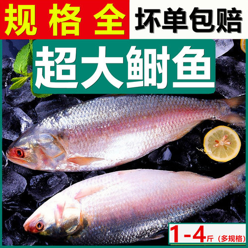 缅甸海捕超大新鲜鲥鱼时鱼三黎鱼