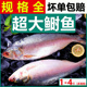 鲥鱼新鲜三黎鱼超大冰鲜时鱼河鲜三泥鱼淡水缅甸冷冻海鲥鱼批发价