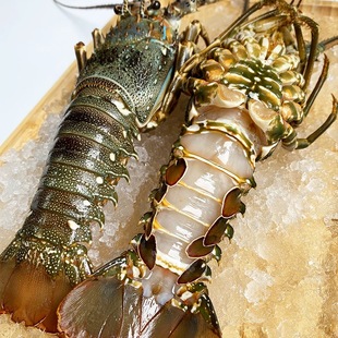 大青龙虾生冻龙虾批发小青龙速冻锁鲜冰鲜大龙虾龙虾餐饮酒店海鲜