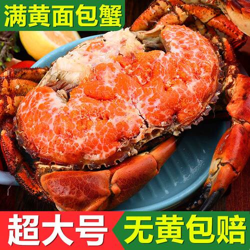 【2斤/只】新鲜超大面包蟹熟冻特大珍宝母蟹鲜活黄金蟹海鲜螃蟹