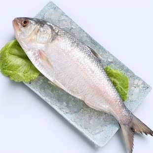鲥鱼新鲜超大三黎鱼冰鲜时鱼海时鱼酒香蒸鱼冷冻三泥鱼海鲥鱼鲜活