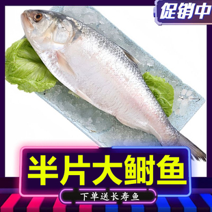半片大鲥鱼新鲜河鲜酒香蒸三黎鱼冰鲜淡水鱼海捕时鱼海鲜酒店用