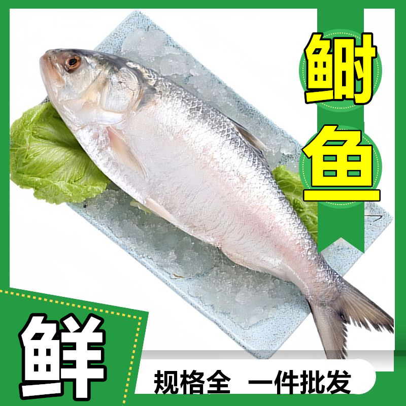 冷冻鲥鱼海鲜三来黎鱼超大酒店同款江河洄游鲥鱼海时鱼快递包邮