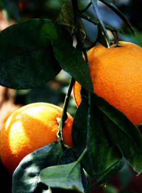 【现摘现发】金华正宗土代代果 玳玳果酸橙 代代橘枳实回青橙特产