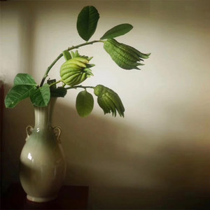 【带枝水养现摘】正宗金华佛手鲜果可水培佛手柑观赏清供把玩热销