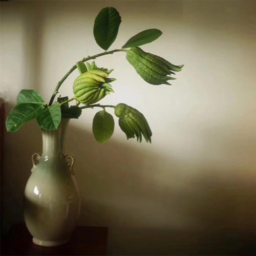 现摘金华佛手新鲜采摘观赏清供