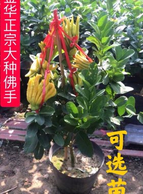 金华正宗原盆土自种金佛手