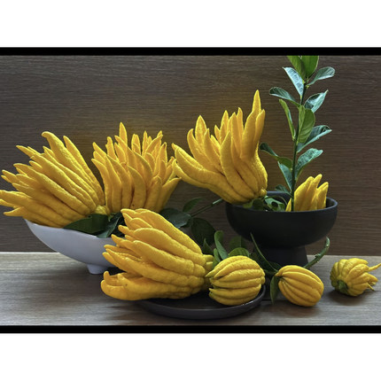 【现摘现发】金华佛手柑带枝水养鲜果 插花绿植水培 观赏清供现摘