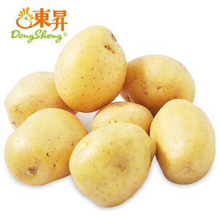 东升农场 宝宝辅食300g 供港迷你小土豆新鲜粉糯马铃薯蔬菜烤洋芋