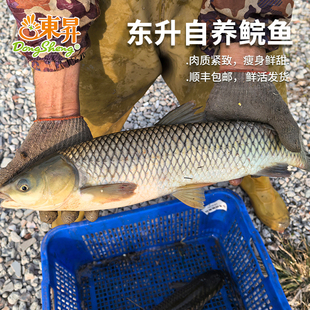 东升农场 直养鲩鱼 蔬菜喂养 肉质紧致清甜 鲜活发货