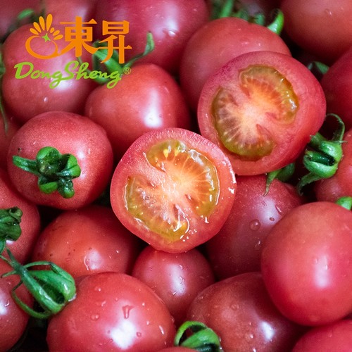 东升农场小番茄露营美食