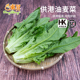 供港蔬菜 火锅食材 广州配送300g 供港油麦菜新鲜莜麦菜 东升农场