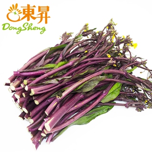 东升农场 有机红菜心 红菜薹 广东菜 广州供港蔬菜新鲜配送 300g