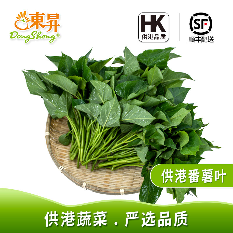 番薯叶红薯叶新鲜农场种植生鲜图片