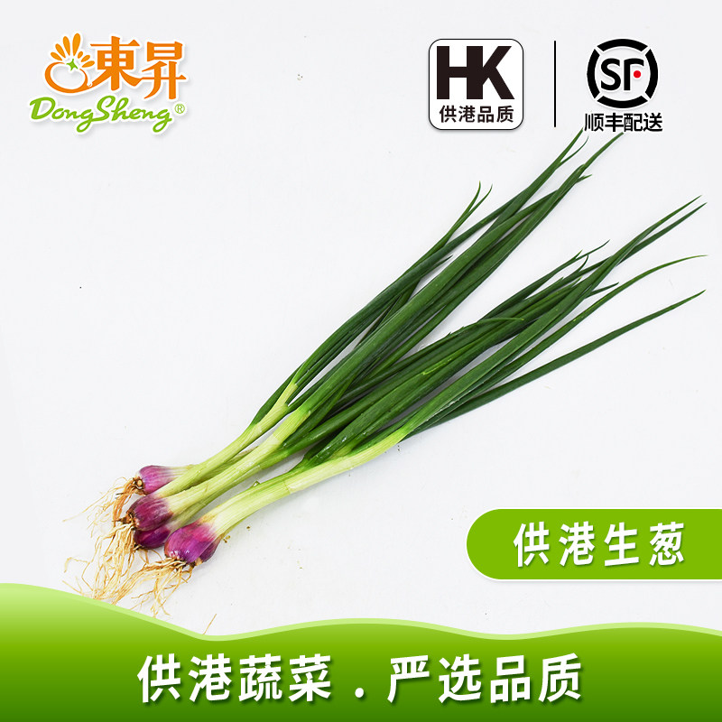东升农场 供港生葱 香葱调配料 毛葱 烧烤 广州蔬菜新鲜配送 100g