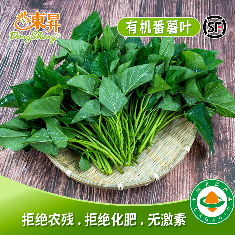 东升新鲜蔬菜东升有机番薯叶图片