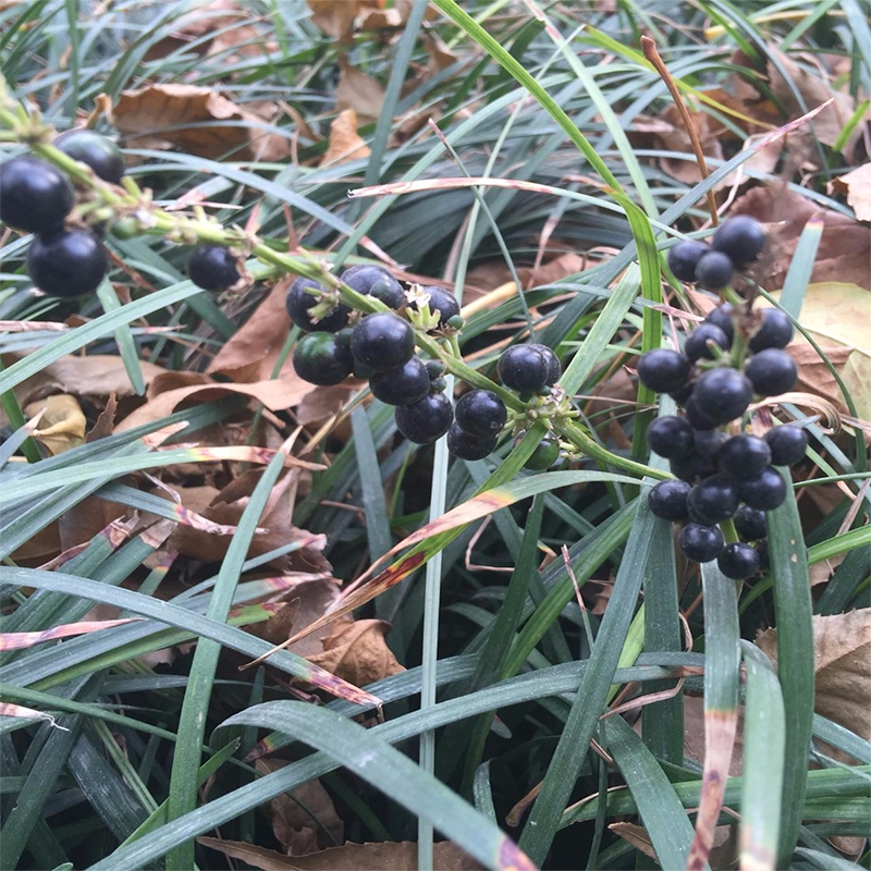 新采药材麦冬草种子玉龙草金边麦冬草日本矮麦冬草籽绿化麦冬种子