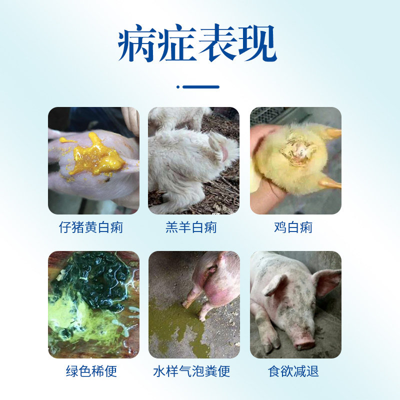 兽用干姜杨树花口服液仔猪犊牛羔羊用