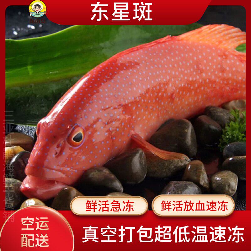 海南西沙东星斑鱼新鲜海鲜