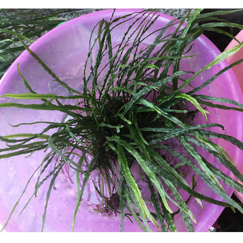 丹麦细叶铁皇冠鱼缸造景阴性水草懒人活体水草无二氧化碳