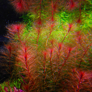 乌苏里聚藻红千层红羽毛水草鱼缸中后景草水中叶红色阳性易发色