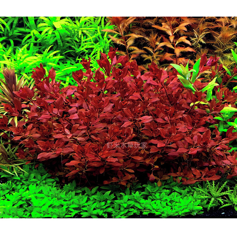 紫红丁香水草鱼缸草缸造景红前后景水下叶豹纹卵叶丁香红唇丁香