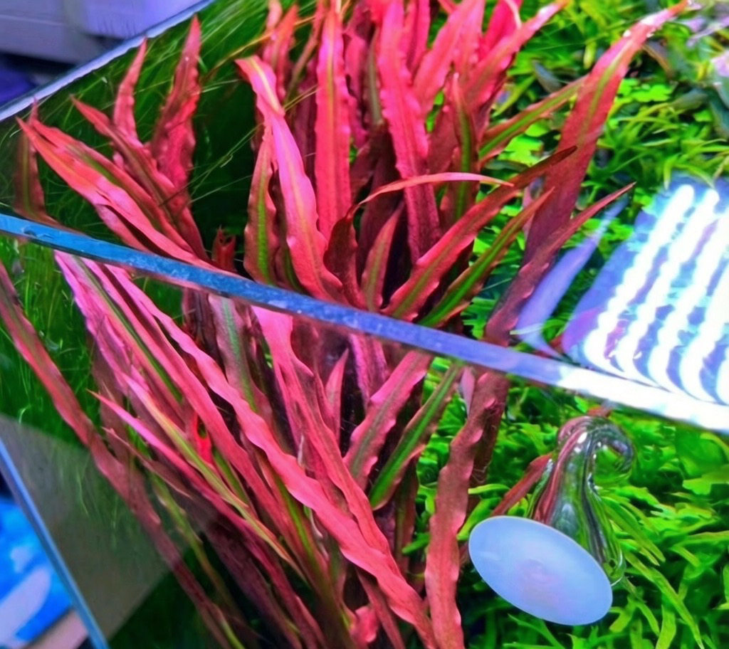 老虎椒水草正宗ada老虎椒草稀有后景水草阴性无碳可养水草缸造景