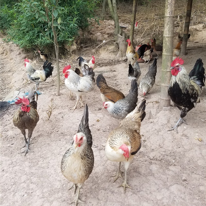 散养鹊山鸡老母鸡土鸡月子鸡乌骨鸡现杀活鸡包活到家
