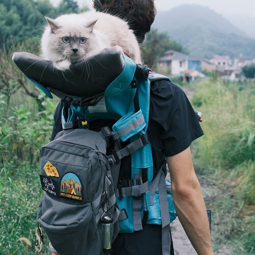 猫咪站肩户外猫包肩座宠物双肩包