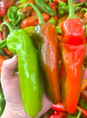 现摘现发新鲜花色辣椒大菜椒有青有红有紫牛角椒虎皮尖椒花红泡椒