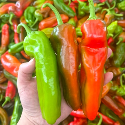 现摘现发新鲜花色辣椒大菜椒有青有红有紫牛角椒虎皮尖椒花红泡椒