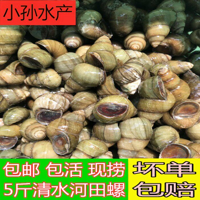 新鲜螺蛳石螺鲜活田螺田螺
