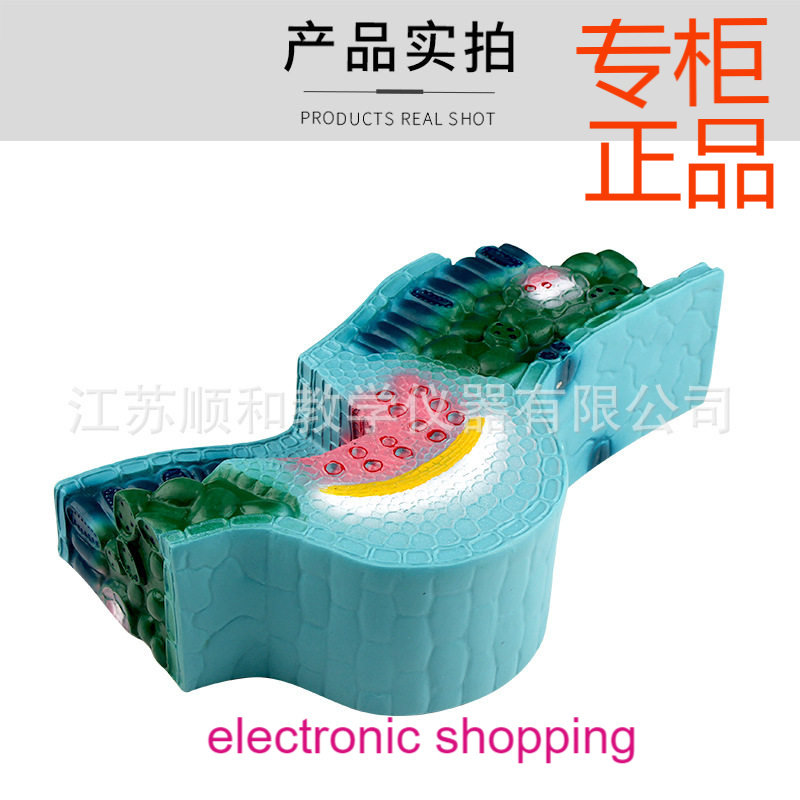 叶构造模型 蚕豆表皮细胞栅栏海绵组植物茎构造 生物实验教学模型,文具电教/文化用品/商务用品,教学标本/模型,淘宝优惠券,粉丝福利购,淘宝优惠卷