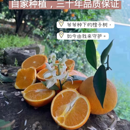 现摘伦晚脐橙秭归春橙当季新鲜湖北橙子甜孕妇水果整箱包邮10斤大