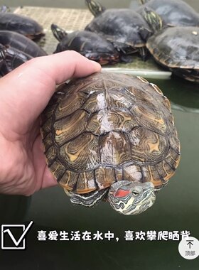 巴西龟活物 超大活体特大活物下蛋龟观赏龟宠物龟招财龟乌龟包邮